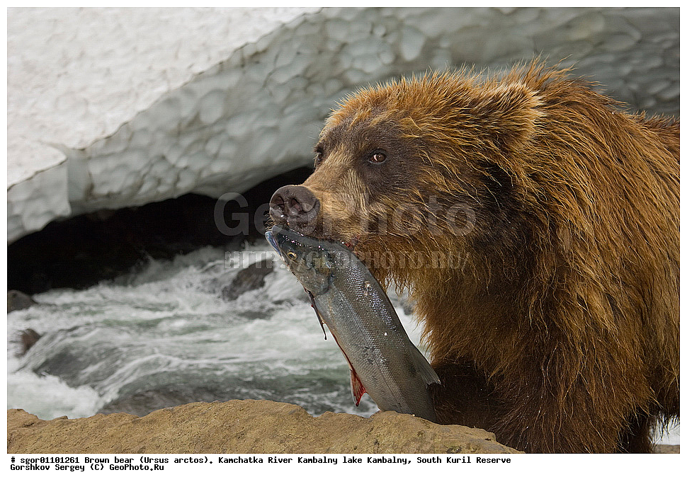 ����� �������, Ursus arctos,  ���� ����������, ����� ���������� , ��������, ����-���������� ��������, �� ��������, ��������, ��������, �������������, �������������, �����, �����, �������, ������, XYZ, ��������, Ursidae, ������������ �������