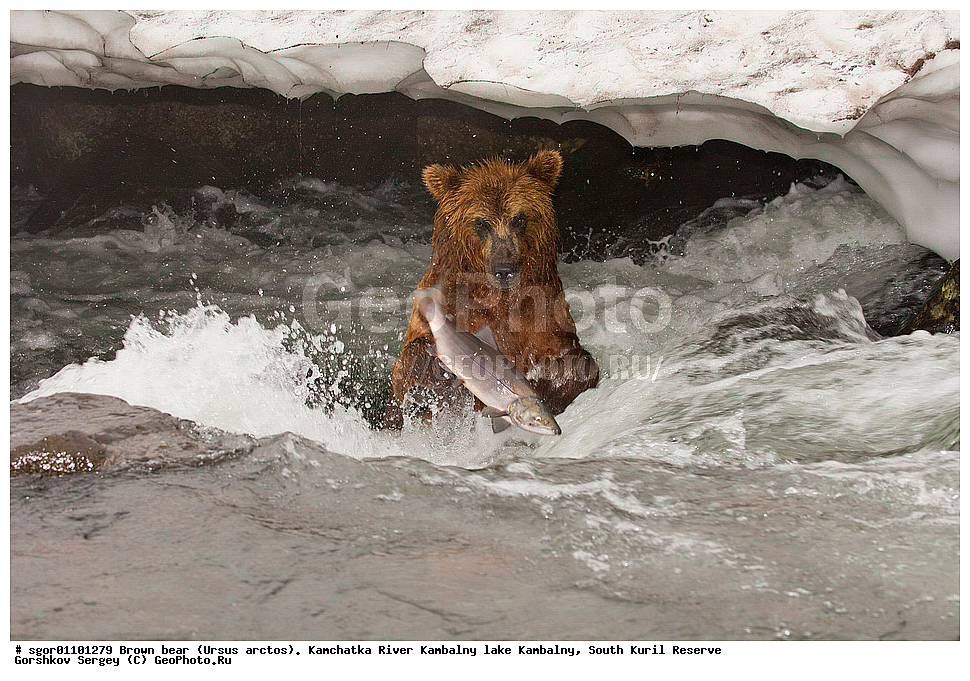 ����� �������, Ursus arctos,  ���� ����������, ����� ���������� , ��������, ����-���������� ��������, �� ��������, ��������, ��������, �������������, �������������, �����, �����, �������, ������, XYZ, ��������, Ursidae, ������������ �������