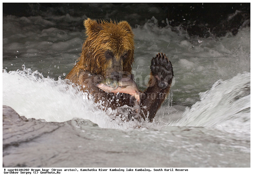 ����� �������, Ursus arctos,  ���� ����������, ����� ���������� , ��������, ����-���������� ��������, �� ��������, ��������, ��������, �������������, �������������, �����, �����, �������, ������, XYZ, ��������, Ursidae, ������������ �������