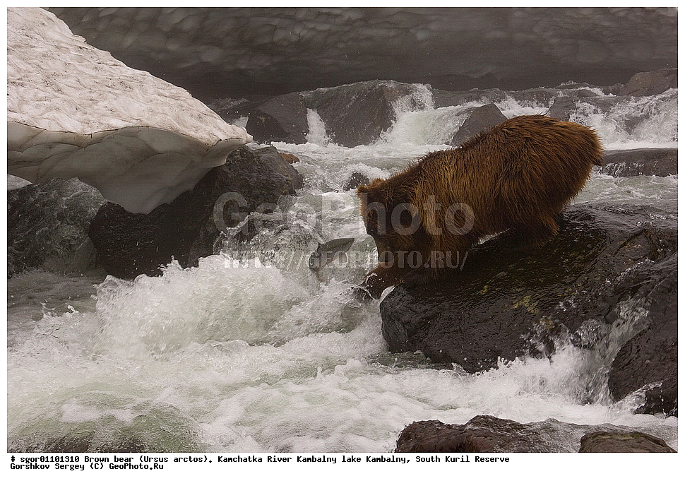 ����� �������, Ursus arctos,  ���� ����������, ����� ���������� , ��������, ����-���������� ��������, �� ��������, ��������, ��������, �������������, �������������, �����, �����, �������, ������, XYZ, ��������, Ursidae, ������������ �������