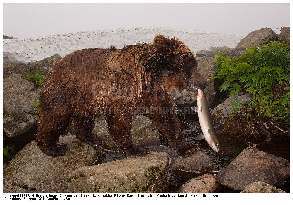 ����� �������, Ursus arctos,  ���� ����������, ����� ���������� , ��������, ����-���������� ��������, �� ��������, ��������, ��������, �������������, �������������, �����, �����, �������, ������, XYZ, ��������, Ursidae, ������������ �������
