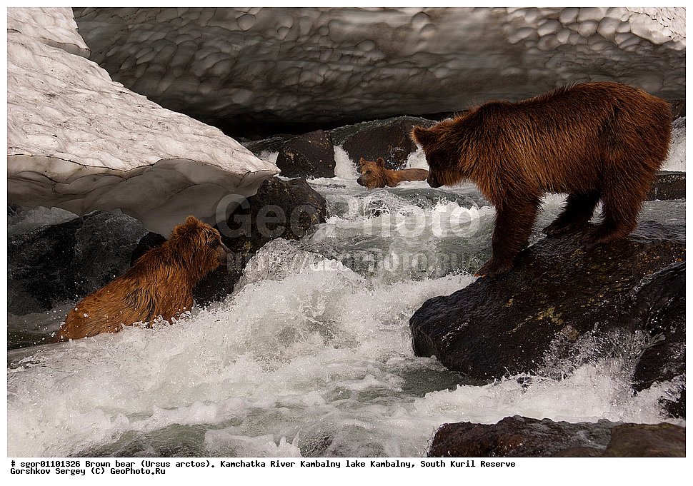 ����� �������, Ursus arctos,  ���� ����������, ����� ���������� , ��������, ����-���������� ��������, �� ��������, ��������, ��������, �������������, �������������, �����, �����, �������, ������, XYZ, ��������, Ursidae, ������������ �������