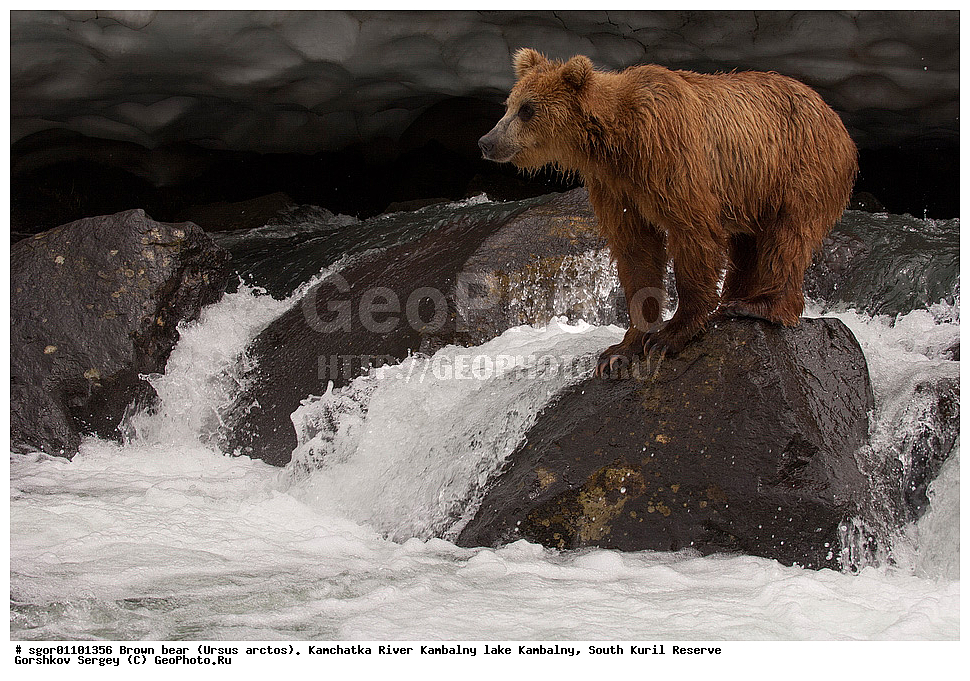 ����� �������, Ursus arctos,  ���� ����������, ����� ���������� , ��������, ����-���������� ��������, �� ��������, ��������, ��������, �������������, �������������, �����, �����, �������, ������, XYZ, ��������, Ursidae, ������������ �������