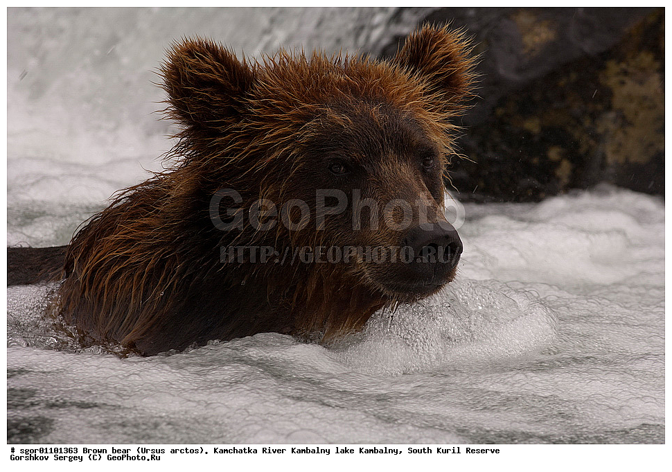 ����� �������, Ursus arctos,  ���� ����������, ����� ���������� , ��������, ����-���������� ��������, �� ��������, ��������, ��������, �������������, �������������, �����, �����, �������, ������, XYZ, ��������, Ursidae, ������������ �������