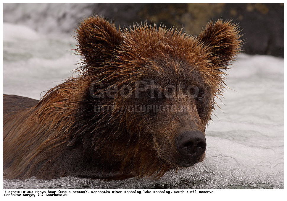����� �������, Ursus arctos,  ���� ����������, ����� ���������� , ��������, ����-���������� ��������, �� ��������, ��������, ��������, �������������, �������������, �����, �����, �������, ������, XYZ, ��������, Ursidae, ������������ �������