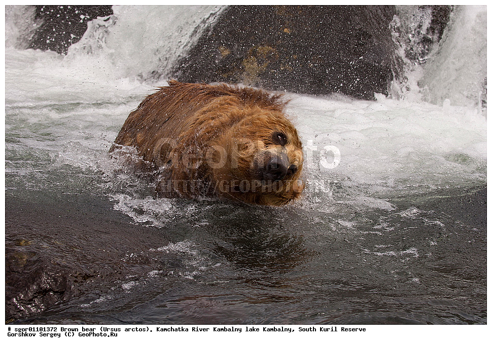 ����� �������, Ursus arctos,  ���� ����������, ����� ���������� , ��������, ����-���������� ��������, �� ��������, ��������, ��������, �������������, �������������, �����, �����, �������, ������, XYZ, ��������, Ursidae, ������������ �������