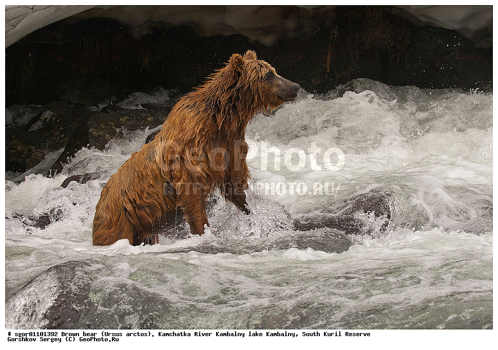 ����� �������, Ursus arctos,  ���� ����������, ����� ���������� , ��������, ����-���������� ��������, �� ��������, ��������, ��������, �������������, �������������, �����, �����, �������, ������, XYZ, ��������, Ursidae, ������������ �������