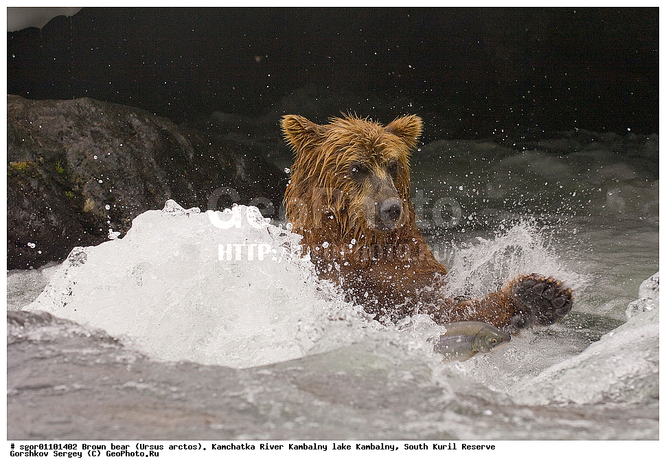 ����� �������, Ursus arctos,  ���� ����������, ����� ���������� , ��������, ����-���������� ��������, �� ��������, ��������, ��������, �������������, �������������, �����, �����, �������, ������, XYZ, ��������, Ursidae, ������������ �������