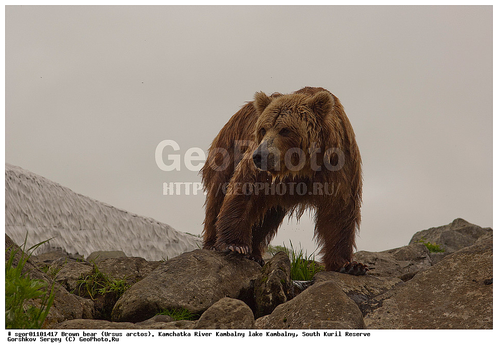 ����� �������, Ursus arctos,  ���� ����������, ����� ���������� , ��������, ����-���������� ��������, �� ��������, ��������, ��������, �������������, �������������, �����, �����, �������, ������, XYZ, ��������, Ursidae, ������������ �������