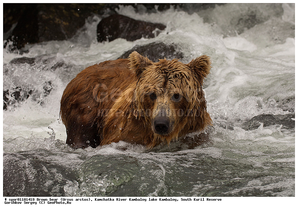 ����� �������, Ursus arctos,  ���� ����������, ����� ���������� , ��������, ����-���������� ��������, �� ��������, ��������, ��������, �������������, �������������, �����, �����, �������, ������, XYZ, ��������, Ursidae, ������������ �������