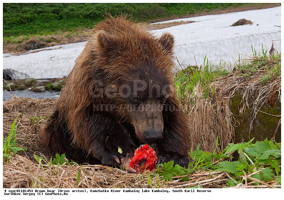 ����� �������, Ursus arctos,  ���� ����������, ����� ���������� , ��������, ����-���������� ��������, �� ��������, ��������, ��������, �������������, �������������, �����, �����, �������, ������, XYZ, ��������, Ursidae, ������������ �������