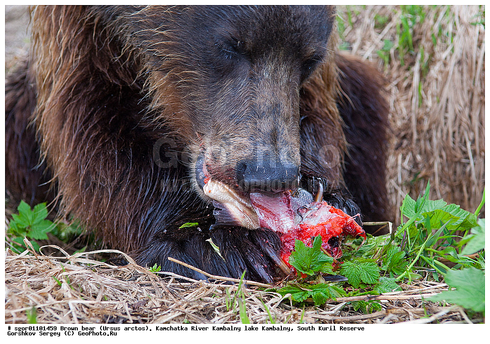 ����� �������, Ursus arctos,  ���� ����������, ����� ���������� , ��������, ����-���������� ��������, �� ��������, ��������, ��������, �������������, �������������, �����, �����, �������, ������, XYZ, ��������, Ursidae, ������������ �������