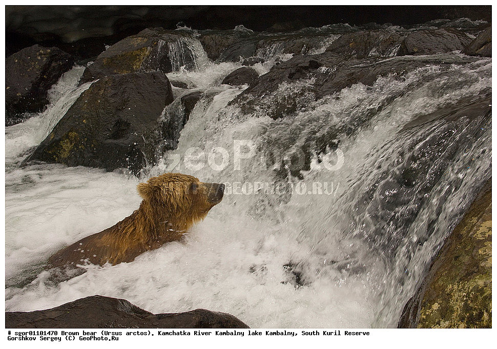 ����� �������, Ursus arctos,  ���� ����������, ����� ���������� , ��������, ����-���������� ��������, �� ��������, ��������, ��������, �������������, �������������, �����, �����, �������, ������, XYZ, ��������, Ursidae, ������������ �������