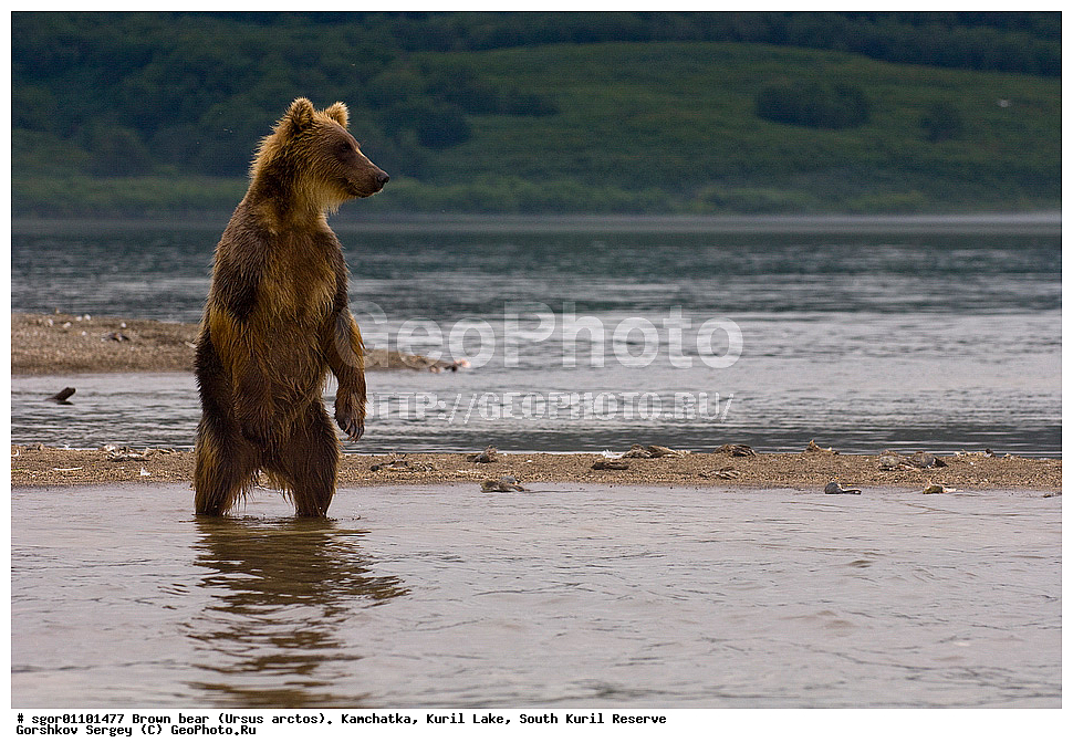 ����� �������, Ursus arctos,   ����� ���������� , ��������, ����-���������� ��������, �� ��������, ��������, ��������, �������������, �������������, �����, �����, �������, ������, XYZ, ��������, Ursidae, ������������ �������