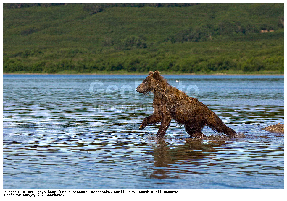 ����� �������, Ursus arctos,   ����� ���������� , ��������, ����-���������� ��������, �� ��������, ��������, ��������, �������������, �������������, �����, �����, �������, ������, XYZ, ��������, Ursidae, ������������ �������
