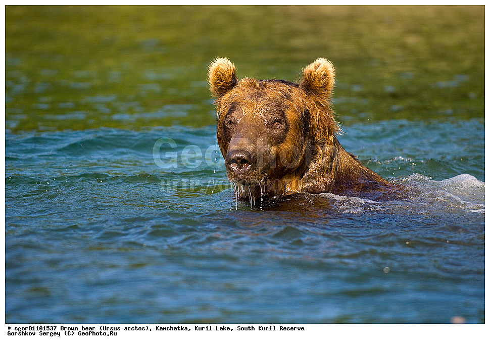 ����� �������, Ursus arctos,   ����� ���������� , ��������, ����-���������� ��������, �� ��������, ��������, ��������, �������������, �������������, �����, �����, �������, ������, XYZ, ��������, Ursidae, ������������ �������