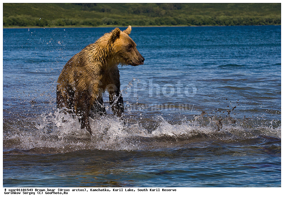 ����� �������, Ursus arctos,   ����� ���������� , ��������, ����-���������� ��������, �� ��������, ��������, ��������, �������������, �������������, �����, �����, �������, ������, XYZ, ��������, Ursidae, ������������ �������
