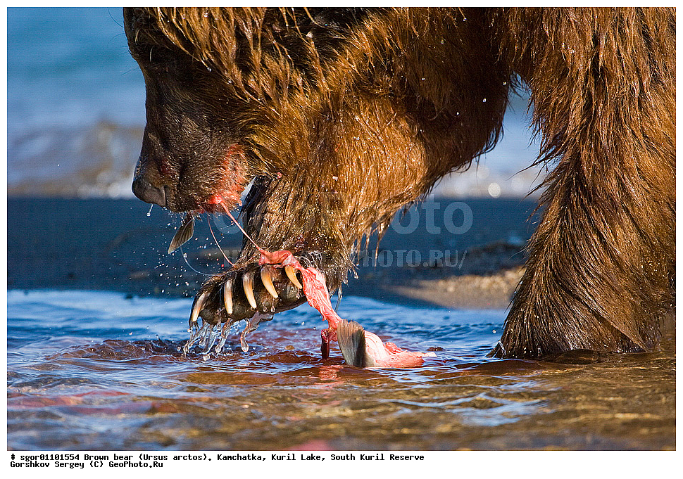 ����� �������, Ursus arctos,   ����� ���������� , ��������, ����-���������� ��������, �� ��������, ��������, ��������, �������������, �������������, �����, �����, �������, ������, XYZ, ��������, Ursidae, ������������ �������