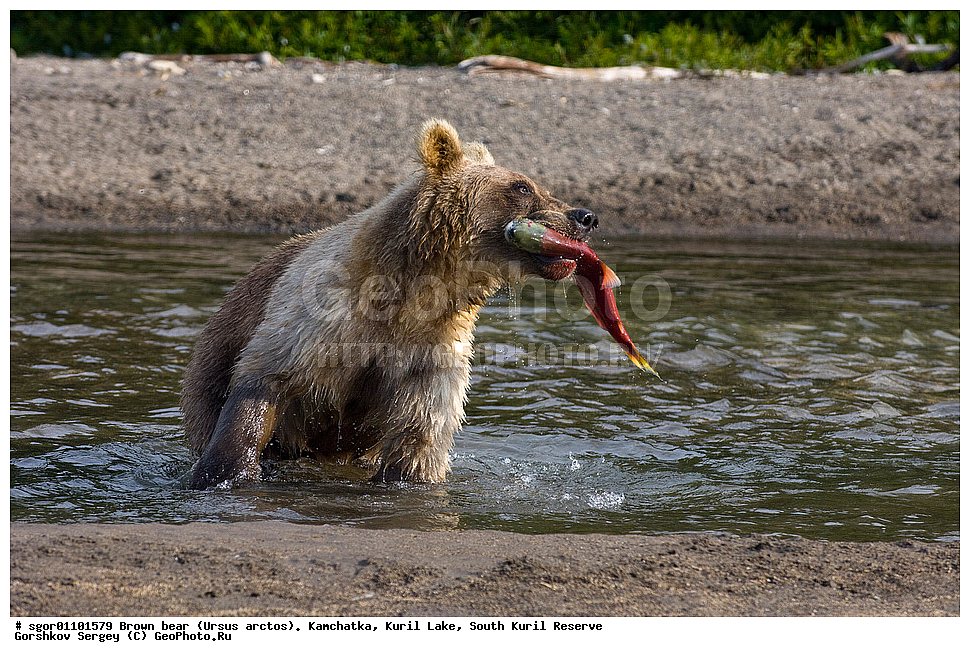 ����� �������, Ursus arctos,   ����� ���������� , ��������, ����-���������� ��������, �� ��������, ��������, ��������, �������������, �������������, �����, �����, �������, ������, XYZ, ��������, Ursidae, ������������ �������