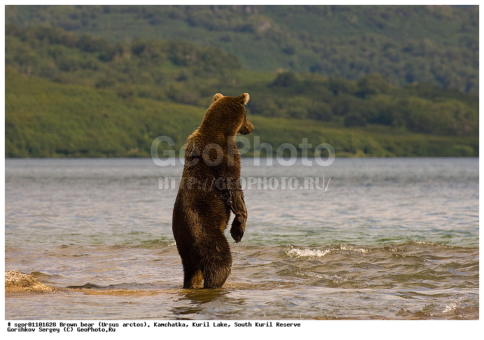 ����� �������, Ursus arctos,   ����� ���������� , ��������, ����-���������� ��������, �� ��������, ��������, ��������, �������������, �������������, �����, �����, �������, ������, XYZ, ��������, Ursidae, ������������ �������