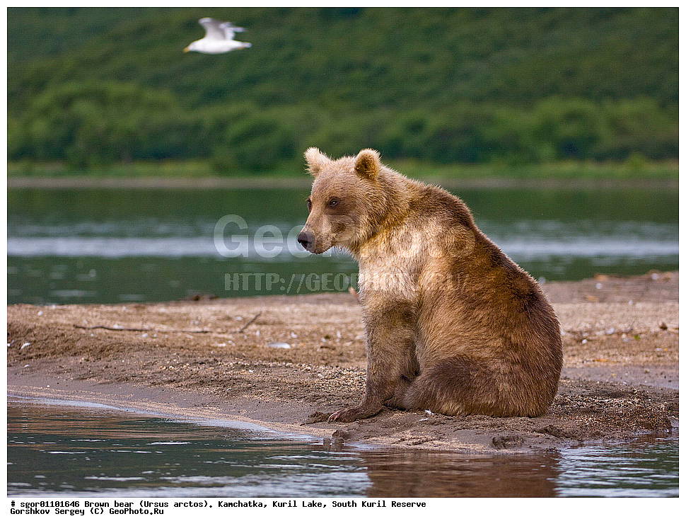 ����� �������, Ursus arctos,   ����� ���������� , ��������, ����-���������� ��������, �� ��������, ��������, ��������, �������������, �������������, �����, �����, �������, ������, XYZ, ��������, Ursidae, ������������ �������