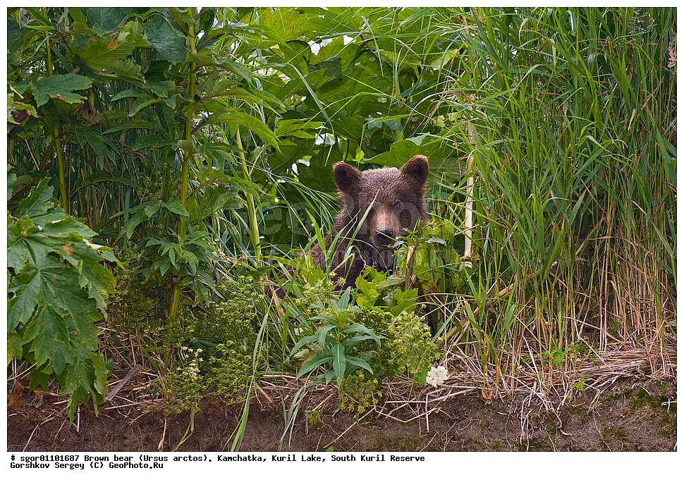 ����� �������, Ursus arctos,   ����� ���������� , ��������, ����-���������� ��������, �� ��������, ��������, ��������, �������������, �������������, �����, �����, �������, ������, XYZ, ��������, Ursidae, ������������ �������