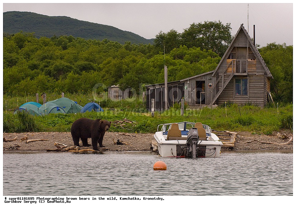 ����� �������, Ursus arctos,    ��������, ��������� ����������, ��������� ����������, ��������, ��������, �������������, �������������, �����, �����, �������, ������, XYZ, ��������, Ursidae, ������������ �������