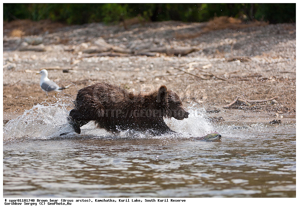 ����� �������, Ursus arctos,   ����� ���������� , ��������, ����-���������� ��������, �� ��������, ��������, ��������, �������������, �������������, �����, �����, �������, ������, XYZ, ��������, Ursidae, ������������ �������