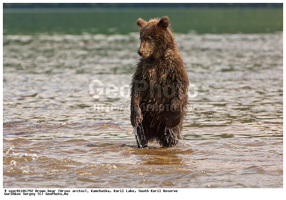 ����� �������, Ursus arctos,   ����� ���������� , ��������, ����-���������� ��������, �� ��������, ��������, ��������, �������������, �������������, �����, �����, �������, ������, XYZ, ��������, Ursidae, ������������ �������