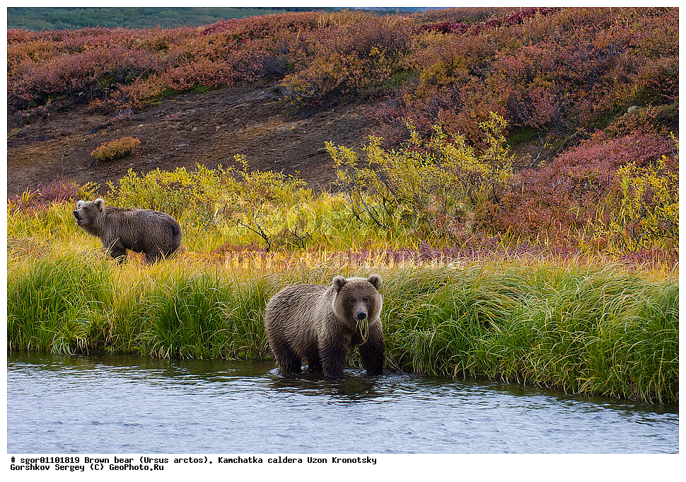 ����� �������, Ursus arctos,    ��������, ����, ��������, �����, ��������� ����������, ��������, ��������, �������������, �������������, �����, �����, �������, ������, XYZ, ��������, Ursidae, ������������ �������