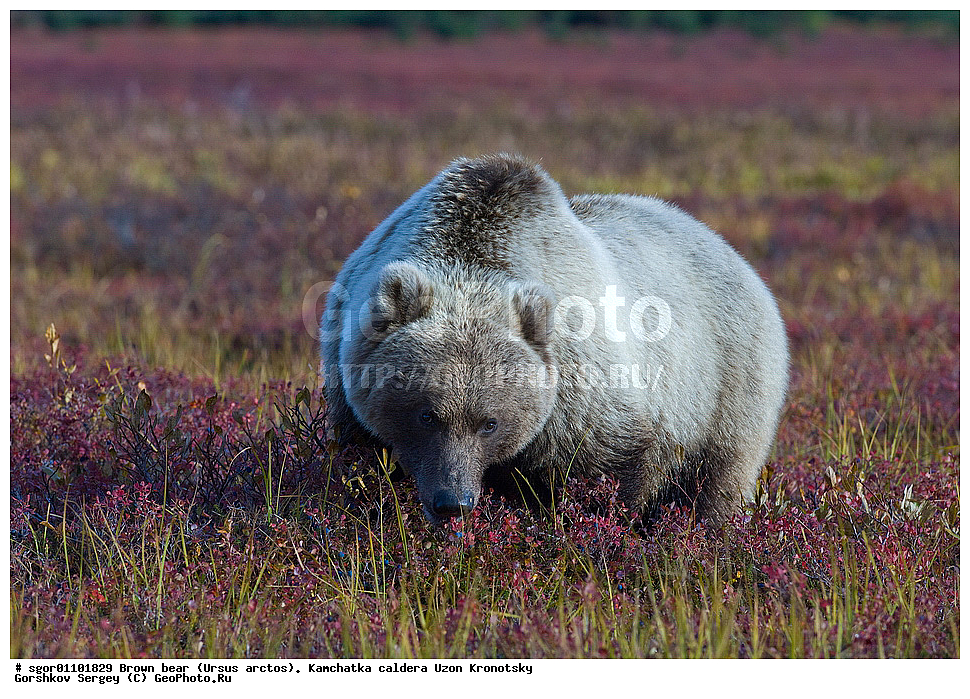 ����� �������, Ursus arctos,    ��������, ����, ��������, �����, ��������� ����������, ��������, ��������, �������������, �������������, �����, �����, �������, ������, XYZ, ��������, Ursidae, ������������ �������