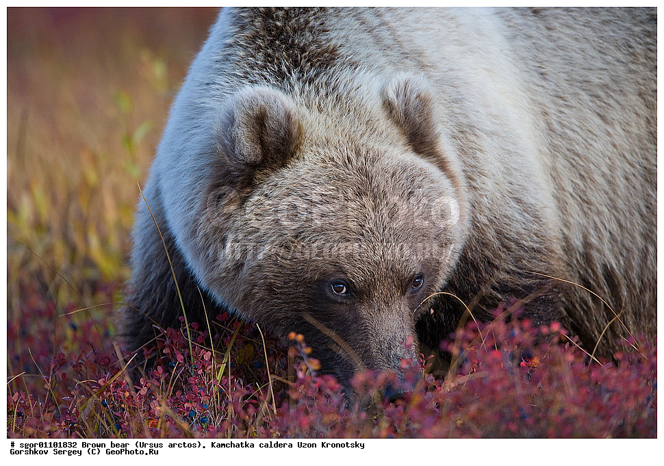 ����� �������, Ursus arctos,    ��������, ����, ��������, �����, ��������� ����������, ��������, ��������, �������������, �������������, �����, �����, �������, ������, XYZ, ��������, Ursidae, ������������ �������