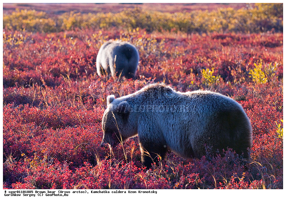 ����� �������, Ursus arctos,    ��������, ����, ��������, �����, ��������� ����������, ��������, ��������, �������������, �������������, �����, �����, �������, ������, XYZ, ��������, Ursidae, ������������ �������