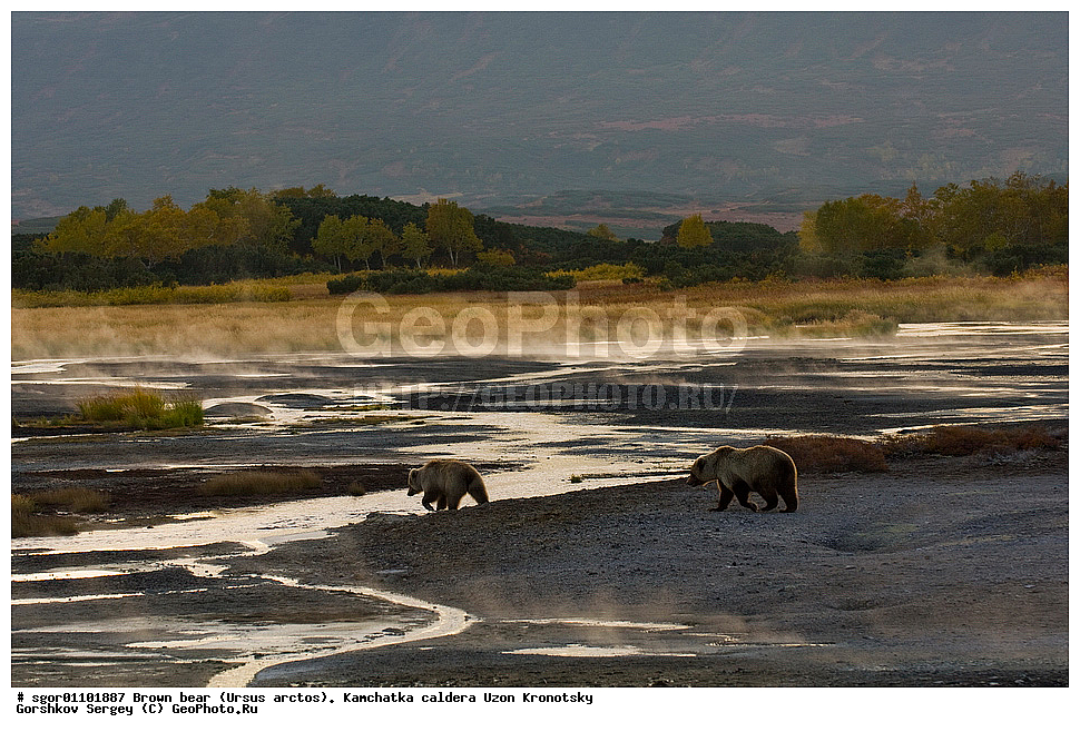 ����� �������, Ursus arctos,    ��������, ����, ��������, �����, ��������� ����������, ��������, ��������, �������������, �������������, �����, �����, �������, ������, XYZ, ��������, Ursidae, ������������ �������
