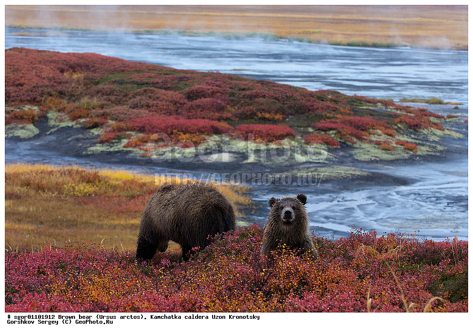 ����� �������, Ursus arctos,    ��������, ����, ��������, �����, ��������� ����������, ��������, ��������, �������������, �������������, �����, �����, �������, ������, XYZ, ��������, Ursidae, ������������ �������