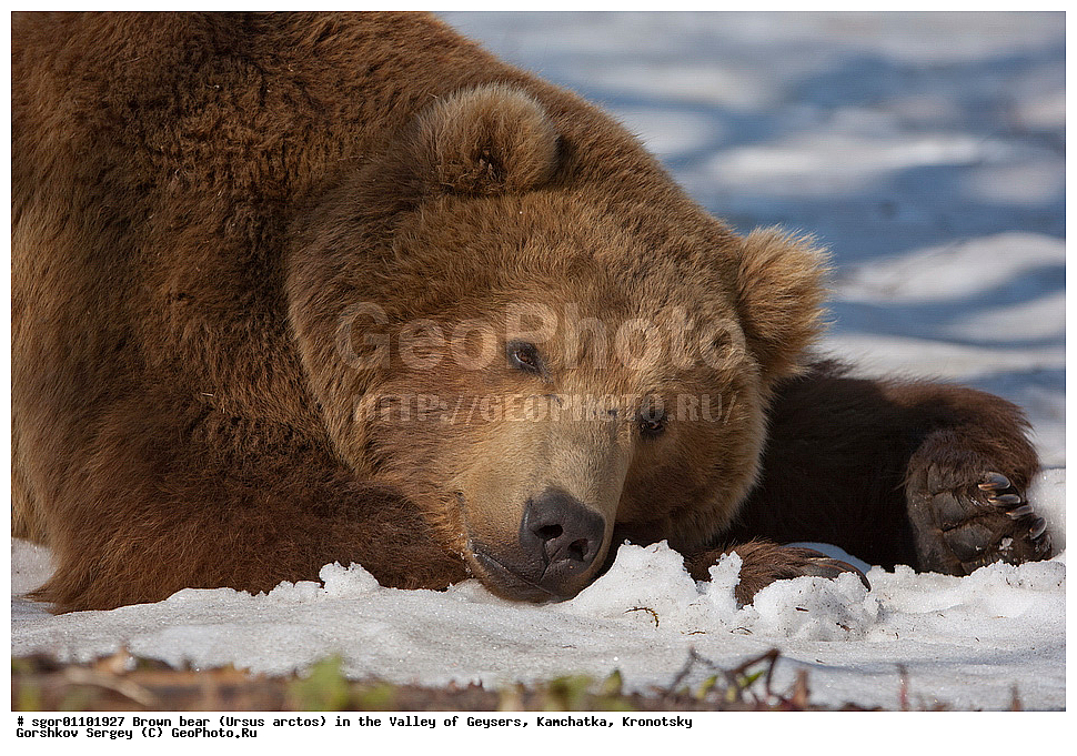 ����� �������, Ursus arctos,  ������ ��������, ��������, ��������� ����������, ��������, ��������, �������������, �������������, �����, �����, �������, ������, XYZ, ��������, Ursidae, ������������ �������
