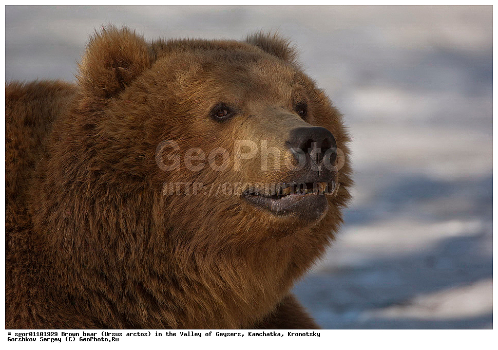 ����� �������, Ursus arctos,  ������ ��������, ��������, ��������� ����������, ��������, ��������, �������������, �������������, �����, �����, �������, ������, XYZ, ��������, Ursidae, ������������ �������