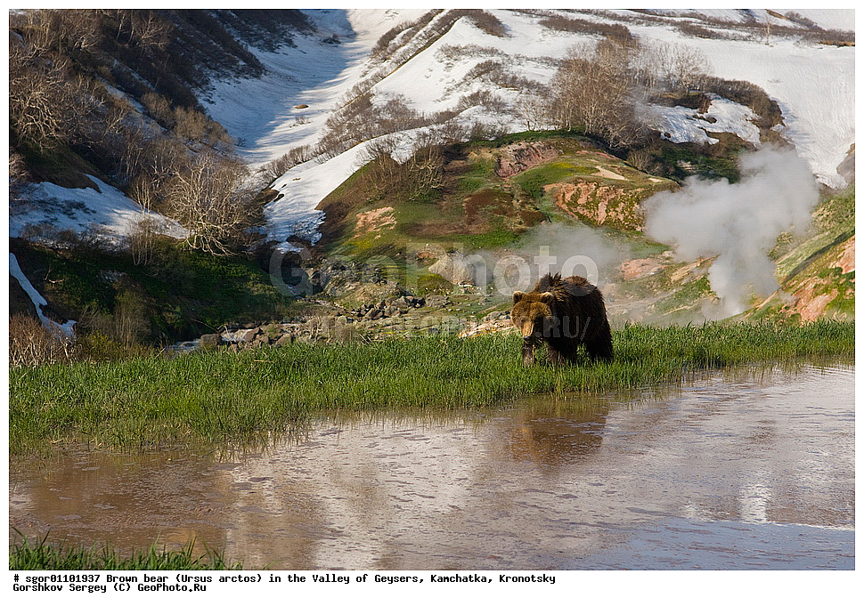 ����� �������, Ursus arctos,  ������ ��������, ��������, ��������� ����������, ��������, ��������, �������������, �������������, �����, �����, �������, ������, XYZ, ��������, Ursidae, ������������ �������