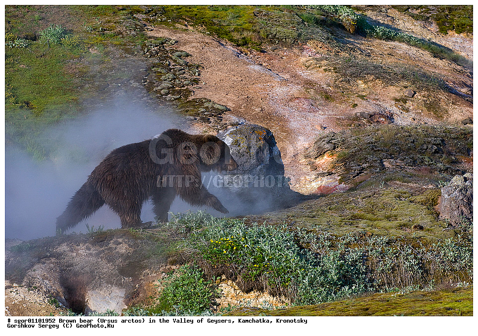 ����� �������, Ursus arctos,  ������ ��������, ��������, ��������� ����������, ��������, ��������, �������������, �������������, �����, �����, �������, ������, XYZ, ��������, Ursidae, ������������ �������
