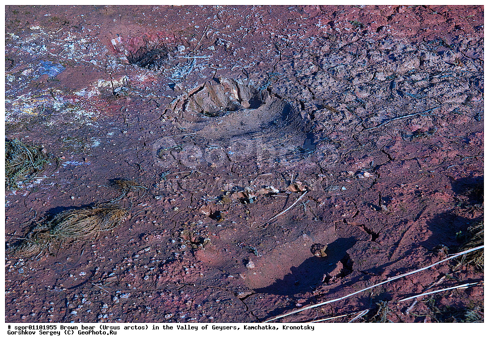 ����� �������, Ursus arctos,  ������ ��������, ��������, ��������� ����������, ��������, ��������, �������������, �������������, �����, �����, �������, ������, XYZ, ��������, Ursidae, ������������ �������
