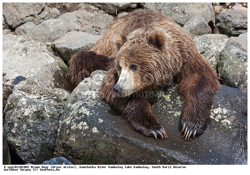 ����� �������, Ursus arctos,  ���� ����������, ����� ���������� , ��������, ����-���������� ��������, �� ��������, ��������, ��������, �������������, �������������, �����, �����, �������, ������, XYZ, ��������, Ursidae, ������������ �������