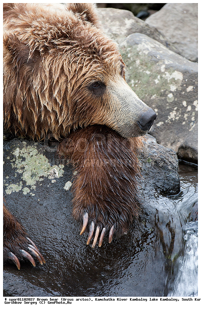 ����� �������, Ursus arctos,  ���� ����������, ����� ���������� , ��������, ����-���������� ��������, �� ��������, ��������, ��������, �������������, �������������, �����, �����, �������, ������, XYZ, ��������, Ursidae, ������������ �������