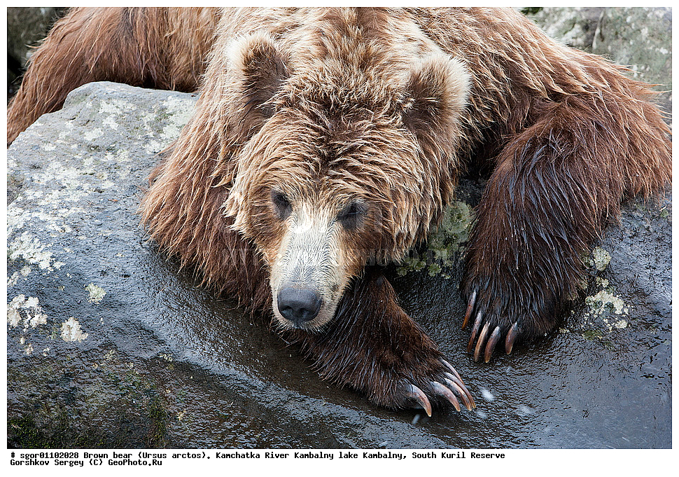 ����� �������, Ursus arctos,  ���� ����������, ����� ���������� , ��������, ����-���������� ��������, �� ��������, ��������, ��������, �������������, �������������, �����, �����, �������, ������, XYZ, ��������, Ursidae, ������������ �������