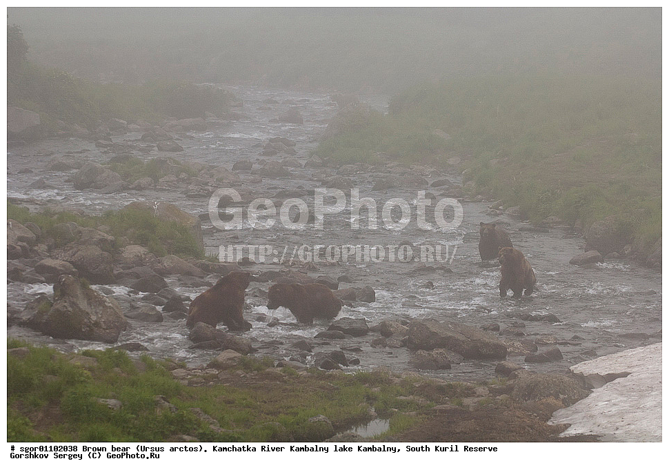 ����� �������, Ursus arctos,  ���� ����������, ����� ���������� , ��������, ����-���������� ��������, �� ��������, ��������, ��������, �������������, �������������, �����, �����, �������, ������, XYZ, ��������, Ursidae, ������������ �������