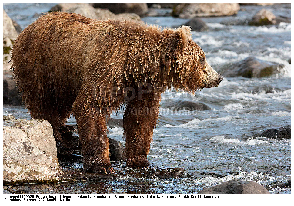 ����� �������, Ursus arctos,  ���� ����������, ����� ���������� , ��������, ����-���������� ��������, �� ��������, ��������, ��������, �������������, �������������, �����, �����, �������, ������, XYZ, ��������, Ursidae, ������������ �������
