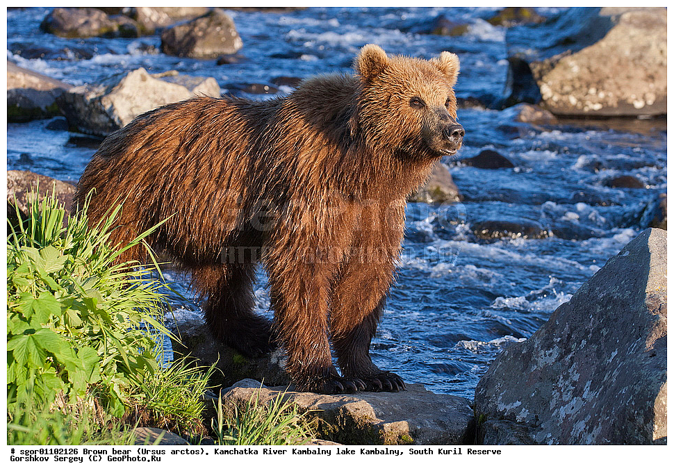 ����� �������, Ursus arctos,  ���� ����������, ����� ���������� , ��������, ����-���������� ��������, �� ��������, ��������, ��������, �������������, �������������, �����, �����, �������, ������, XYZ, ��������, Ursidae, ������������ �������