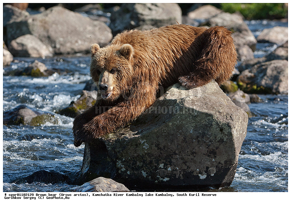 ����� �������, Ursus arctos,  ���� ����������, ����� ���������� , ��������, ����-���������� ��������, �� ��������, ��������, ��������, �������������, �������������, �����, �����, �������, ������, XYZ, ��������, Ursidae, ������������ �������