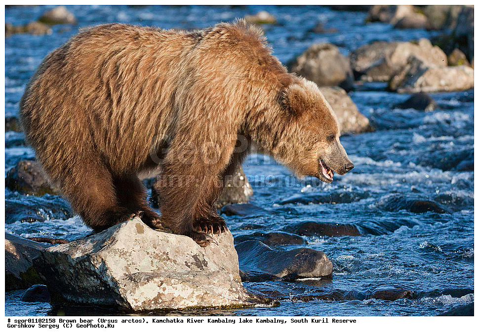 ����� �������, Ursus arctos,  ���� ����������, ����� ���������� , ��������, ����-���������� ��������, �� ��������, ��������, ��������, �������������, �������������, �����, �����, �������, ������, XYZ, ��������, Ursidae, ������������ �������