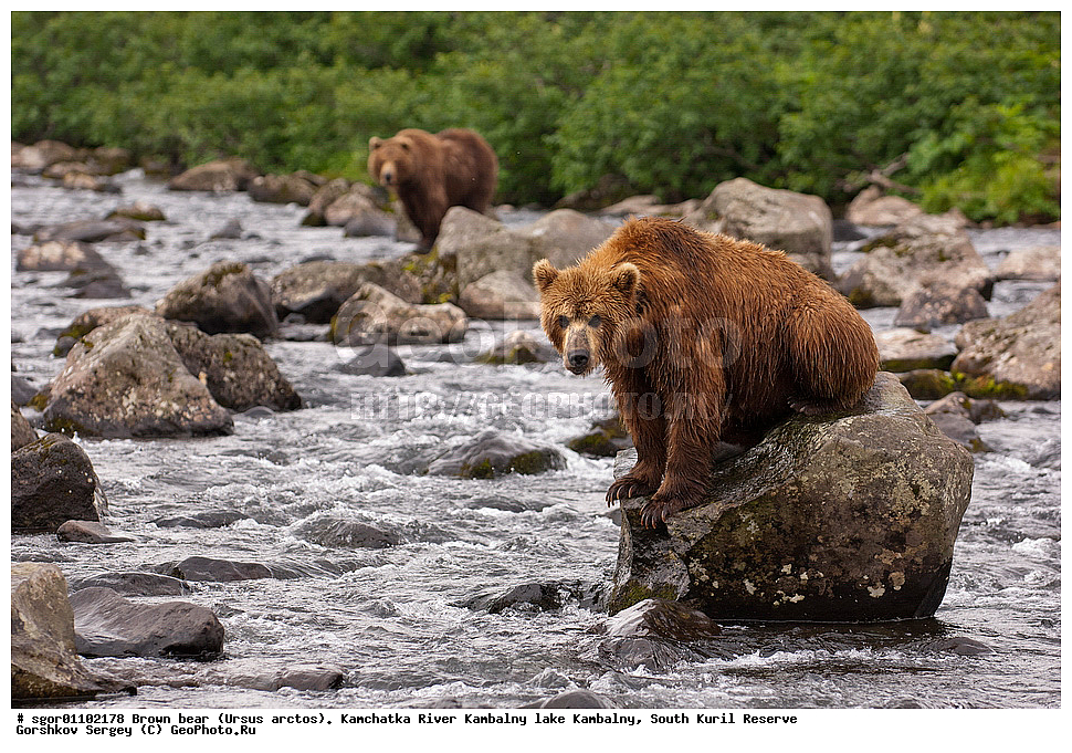 ����� �������, Ursus arctos,  ���� ����������, ����� ���������� , ��������, ����-���������� ��������, �� ��������, ��������, ��������, �������������, �������������, �����, �����, �������, ������, XYZ, ��������, Ursidae, ������������ �������