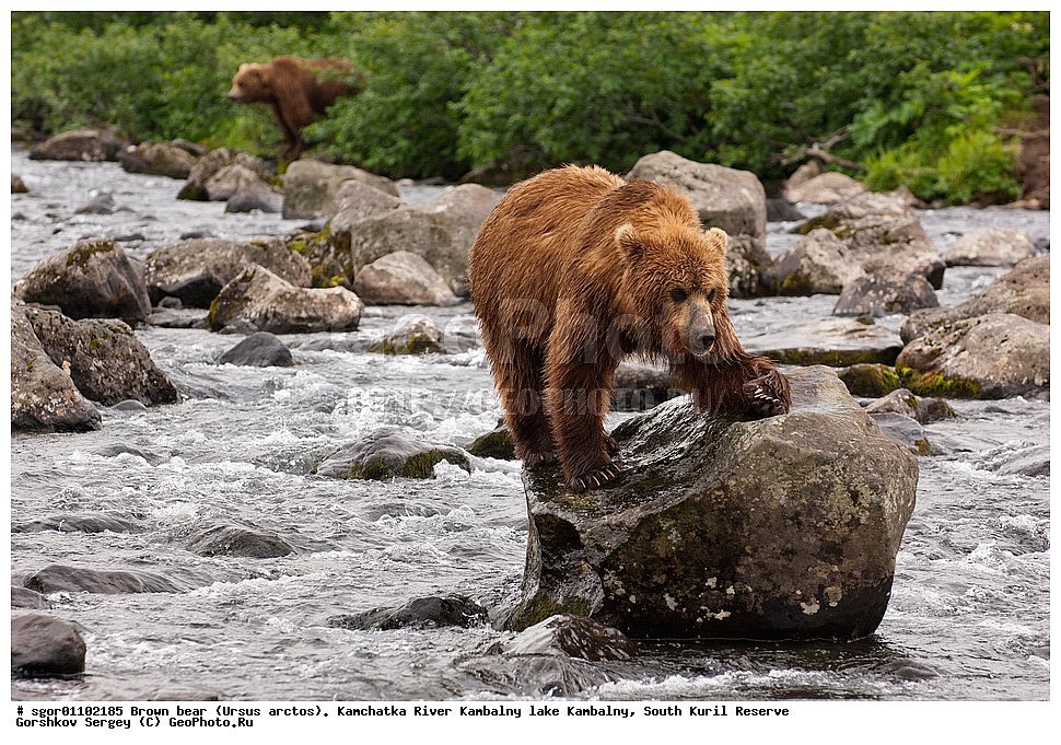 ����� �������, Ursus arctos,  ���� ����������, ����� ���������� , ��������, ����-���������� ��������, �� ��������, ��������, ��������, �������������, �������������, �����, �����, �������, ������, XYZ, ��������, Ursidae, ������������ �������